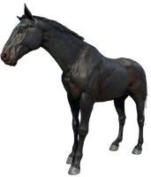 The Seal Brown Dutch Warmblood