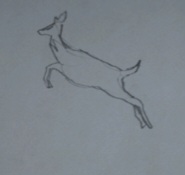 Journal sketch of a Whitetail Deer (by John Marston)