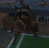 Percival the Raccoon