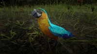 Blue and Yellow Macaw.png (2,99 MB) Ara Zwyczajna