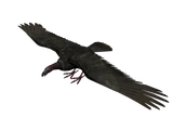 Vulture