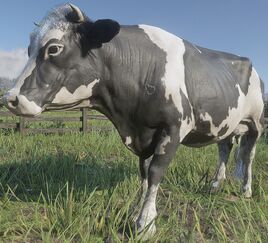 Cow compendium image 