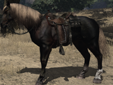 War Horse