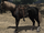 War Horse
