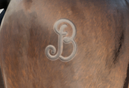 Cerberus' Braithwaite Brand