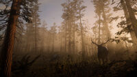 Rocky Mountain Bull Elk shown in Tall Trees