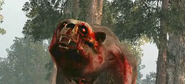 Zombie bear