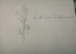 indian tobacco plant rdr2 Indian Tobacco | Red Dead Wiki