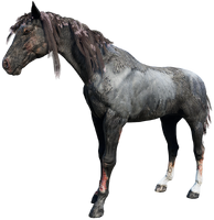 The Scarred Black Rabicano Tennessee Walker