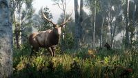 Elk screenshot - Red Dead Redemption 2