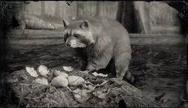 RaccoonRDR2