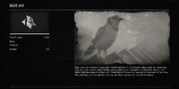 Blue Jay profile