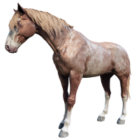The Red Roan Tennessee Walker