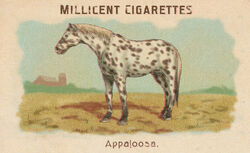 Appaloosa, Red Dead Wiki