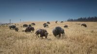 Bison in Great Plains