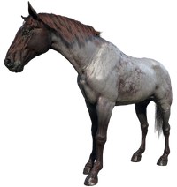 Dutch Warmblood (RDR 2)