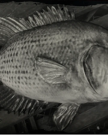 pix Image Of A Rock Bass rock bass red dead wiki fandom