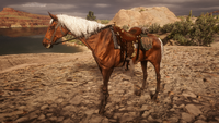 Silver Bay Thoroughbred