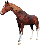 The Chestnut Turkoman