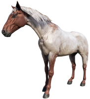 The Flaxen Roan Tennessee Walker, Kieran rode one of these named Branwen