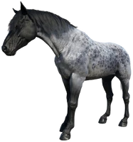 The Reverse Dapple Roan Nokota