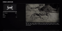 Cuban Land Crab