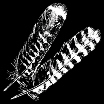 hawk feather drawing