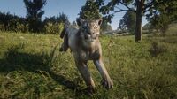 Cougar in Great Plains