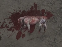 A pig after being skinned