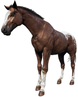 The Blanket Appaloosa