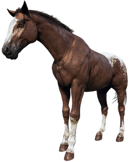 Blanket Appaloosa