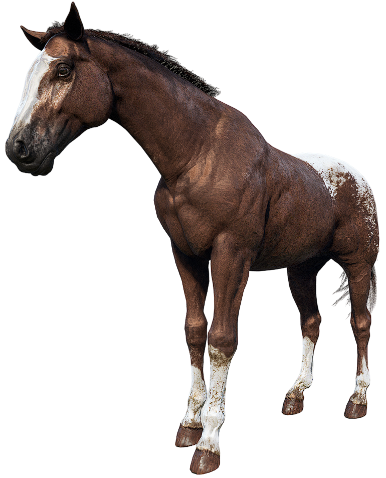 Appaloosa, Red Dead Wiki