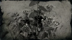 Indian Tobacco | Red Dead Wiki