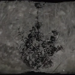 collect 2 indian tobacco plants rdr2 Category:Plants in Redemption 2 | Red Dead Wiki