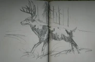 Arthur's drawing of the Legendary Buck
