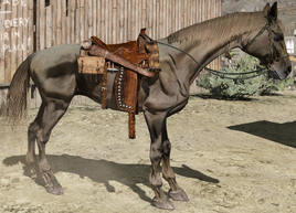 Saddled Infested Ardennais