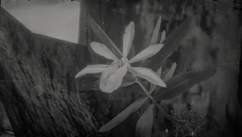 Acuna's-Star-Orchid 03