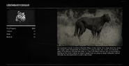 Legendary cougar profile