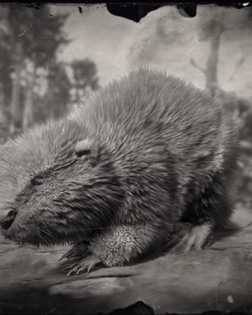 picture How To Get A Perfect Beaver Pelt Rdr2 https reddead fandom com wiki beaver rdr 2