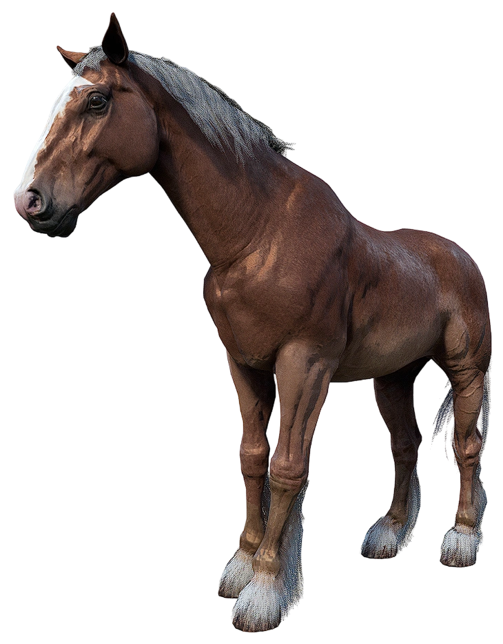 Most Muscular Horse
