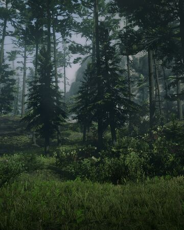 2 Forests