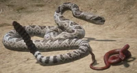 Snake (RDR 2) | Red Dead Wiki | Fandom