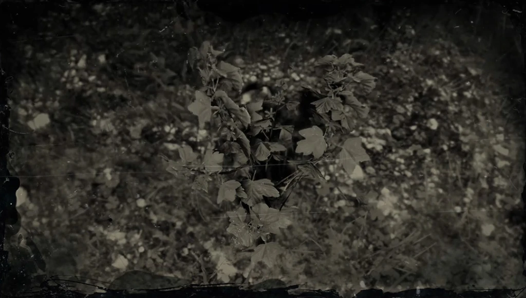 Golden Currant (Rdr 2) | Red Dead Wiki | Fandom Golden Currant (Rdr 2) | Red Dead Wiki | Fandom