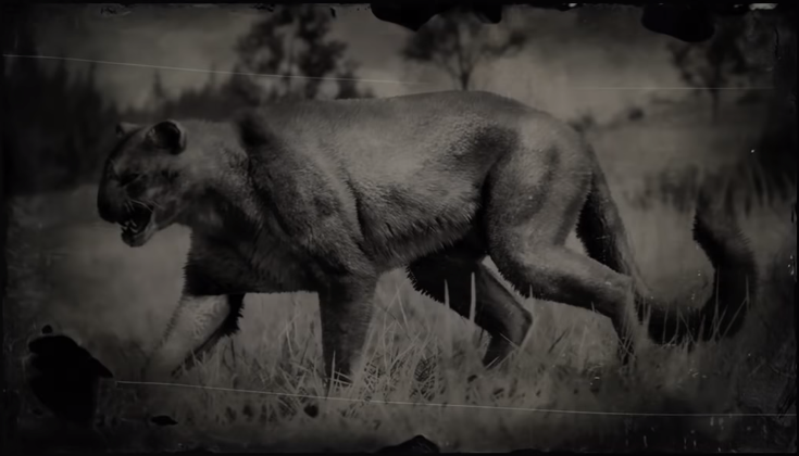 Cougar (RDR | Red Dead | Fandom