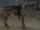 Pestilence (Horse)