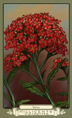 flora of america cigarette cards rdr2 Flora of America Card Set | Red Dead Wiki