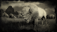 Bison in New Hanover loading screen