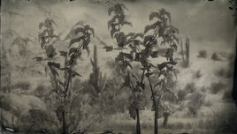 Blackcurrant 03