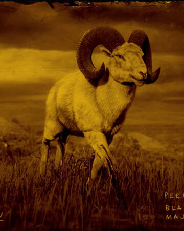 Legendary Gabbro Horn Ram Red Dead Wiki Fandom