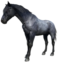 The Blue Roan Nokota